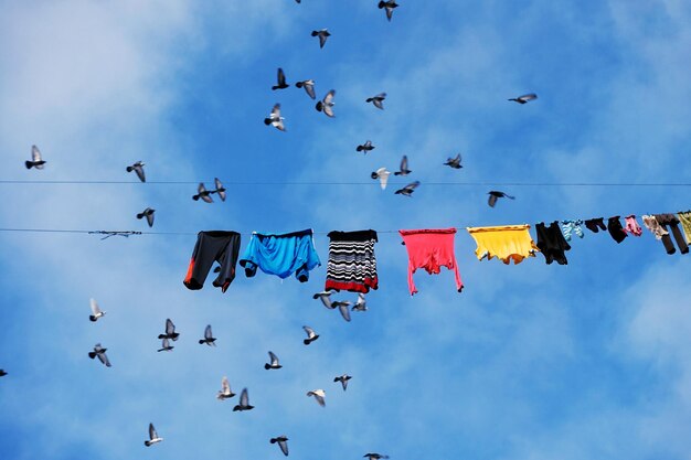 Service de dépigeonnage et éloignement des oiseaux par MVE Service